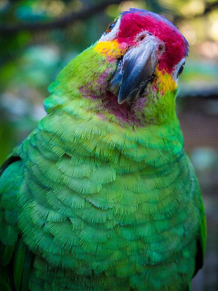 Porträt eines grünen Papageis (Papagei) von Michiel Dros