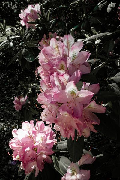 pink rhododendrons by Prints by Eef