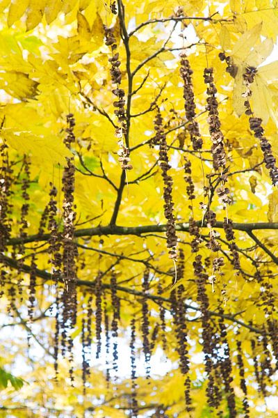 bomen by Gwen Mustamu