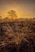 Gele gloed boven de heide