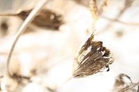 Finished blooming astrantia major