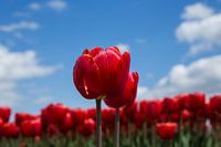 Hollandse tulpen