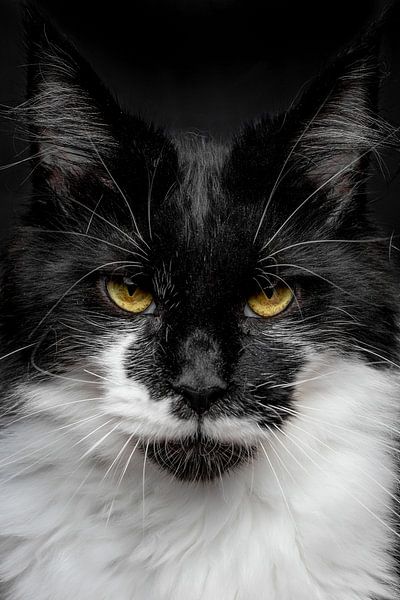 Nahaufnahme einer Maine Coon-Katze von Nikki IJsendoorn