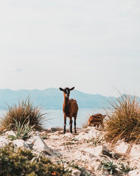 Bergziege mit kleinem Kind von Dayenne van Peperstraten