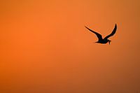 Zwergseeschwalbe mit Fisch