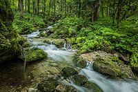 Röthbach Wasserfall im Wald, Deutschland