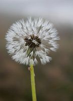 Dandelion seeds