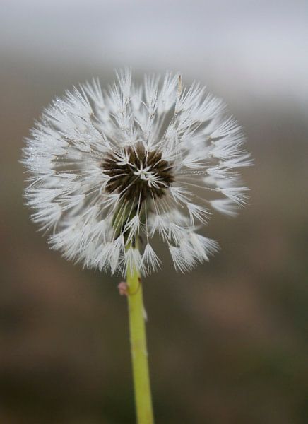 Dandelion seeds by Marion Moerland