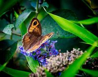 Flussuferläufer auf violettem Blumenstrauch