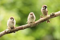 Spatzen auf einem Ast