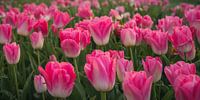 Tulipes roses
