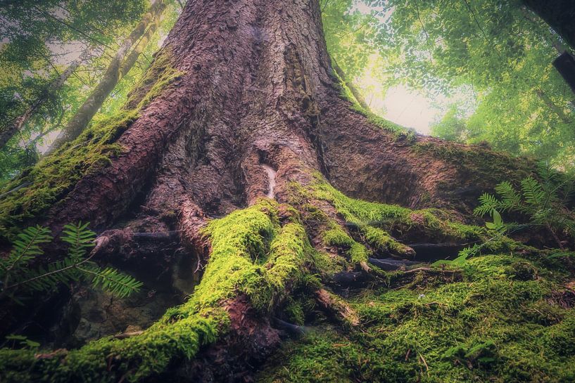 Fairytale Forest by Tim Lee Williams