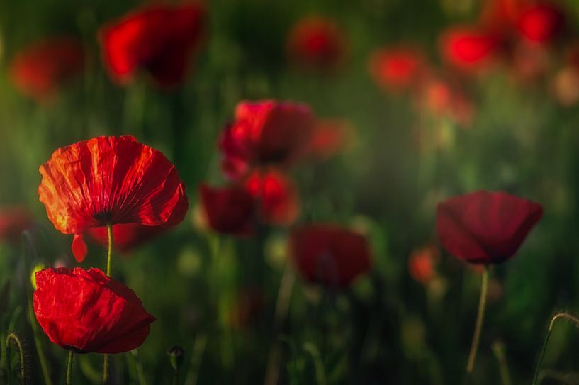 red poppy's by Klaas Fidom