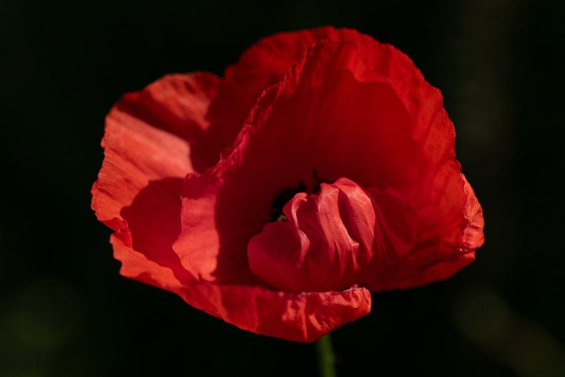 Leuchtende Mohnblume in der Natur von Ulrike Leone