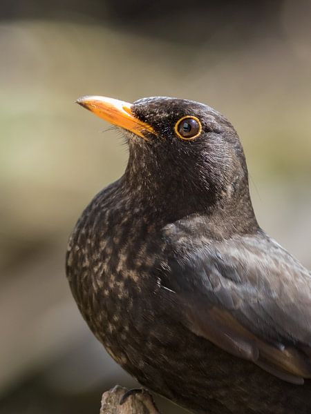 Blackbird by Rolf Pötsch