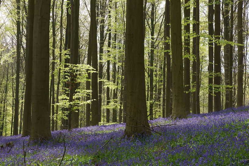 Hallerbos in het voorjaar von Michel van Kooten