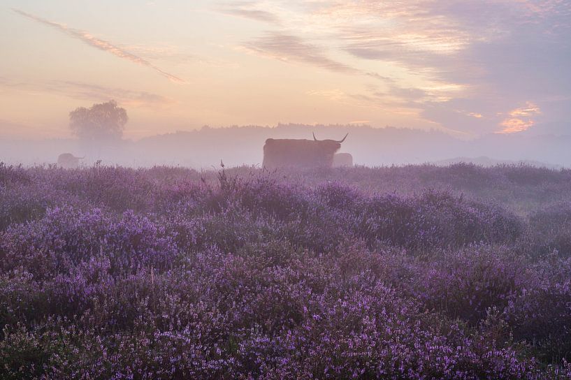 Misty purple heather with Scottish highlanders by Tim Vlielander