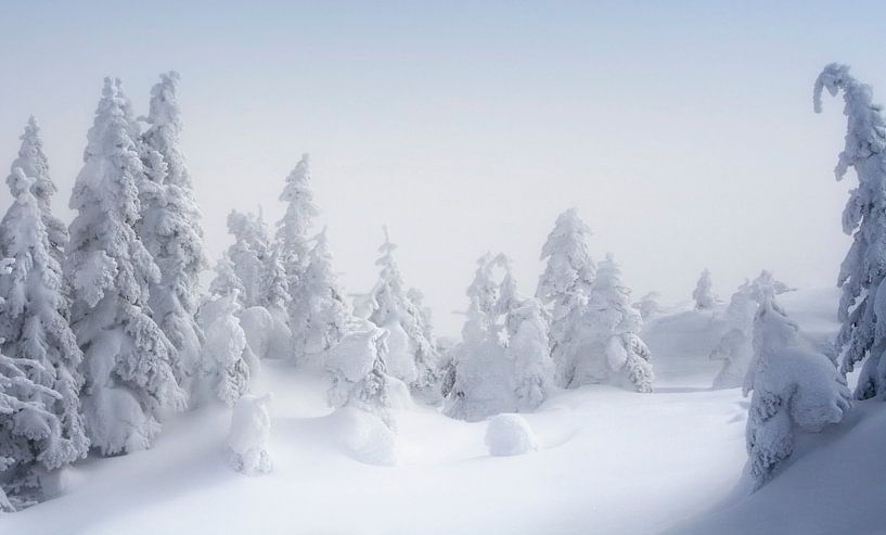 Ombre Nordique by Renald Bourque