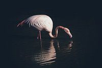 Enlighted flamingo
