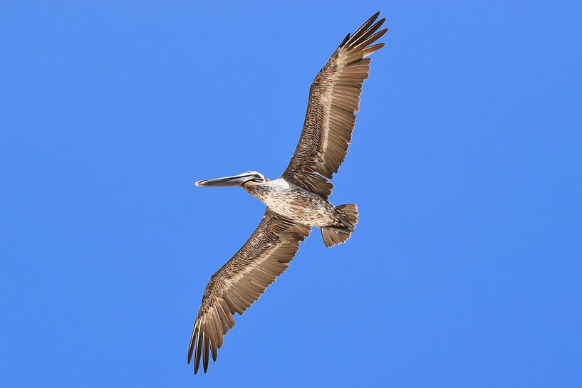 Pelikan im Einsatz von Ron Steens