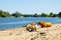 Koeien langs de Maas