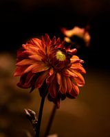 Dahlia orange/red