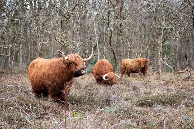 Hochlandrinder in der verbrannten Pfanne von Rob Donders Beeldende kunst