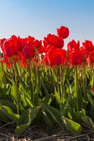 Rode tulpen