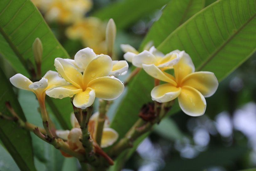 Blume von Saffira Meijer