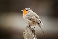 Rotkehlchen mit imposanter Pose auf Baumstamm