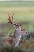 Damhirsche in den Dünen