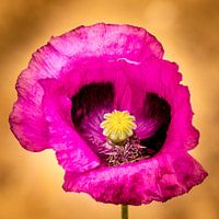 Papaver roze