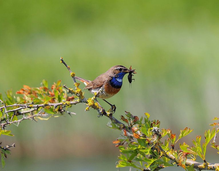Der bunte blaue Vogel! von Marjon Woudboer