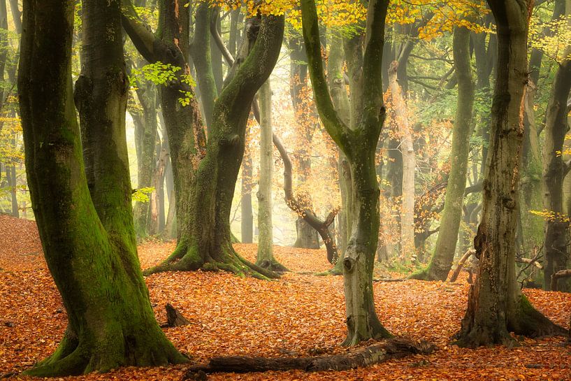 Herbst-Extravaganz von Ellen Borggreve