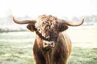 Scottish Highlander bull
