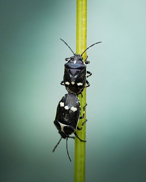 Käfer auf einem Grashalm von Tom Zwerver