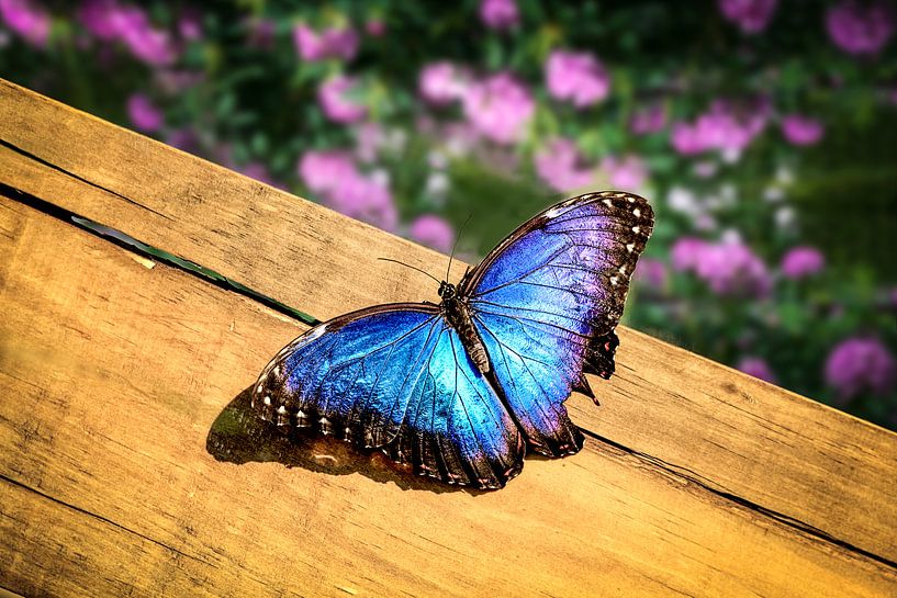 Blue Morpho Butterfly on a wooden board by Tim Abeln
