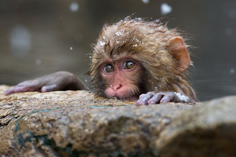 Reposez-vous ! par Koen Hoekemeijer