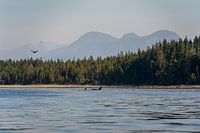 Groupe d'orques en mer près de Campbell River, dans la faune canadienne
