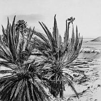 Lines Of Wind And Silence