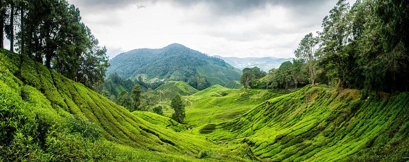 Theeplantage Cameron Highlands von Ellis Peeters