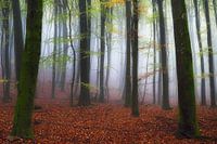 The fog is getting closer and closer.