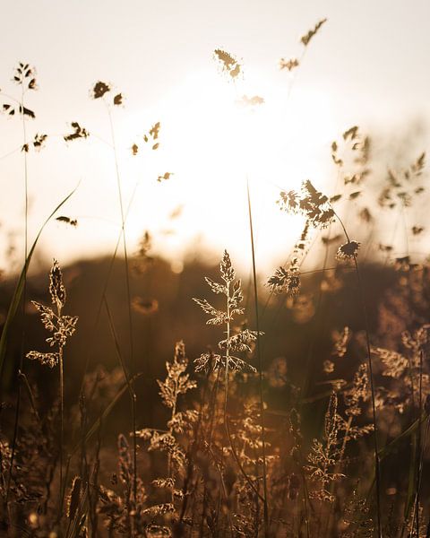 Gras mit Hintergrundbeleuchtung von Jan