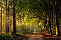 Début de l'automne dans la forêt de Speulder