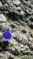 Die Blume und der Felsen
