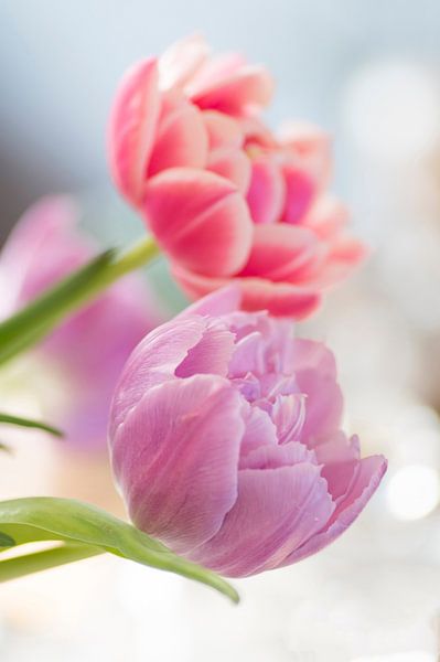 Des tulipes joyeuses par Birgitte Bergman