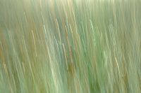 Wachstum zum Licht hin