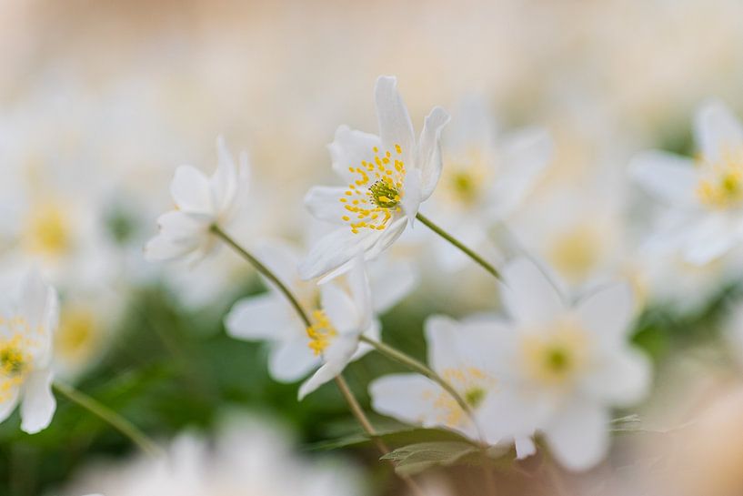 Anémone au printemps par Friedhelm Peters