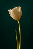 tulipe blanche // fleur, classique, élégant, chaleureux, nature // fine-art