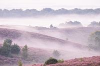 Magische paarse heide gehuld in mist